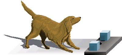 Figure 1. In this example of the apparatus used in a typical test, a tray in the response area contains food wells with objects covering them. The dog displaces one of the objects with its nose. The correct object conceals a food reward.