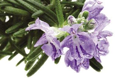 Rosemary extract is being used as an antioxidant at levels substantially above the flavoring use rate. These levels of rosemary extract may pose animal safety issues.