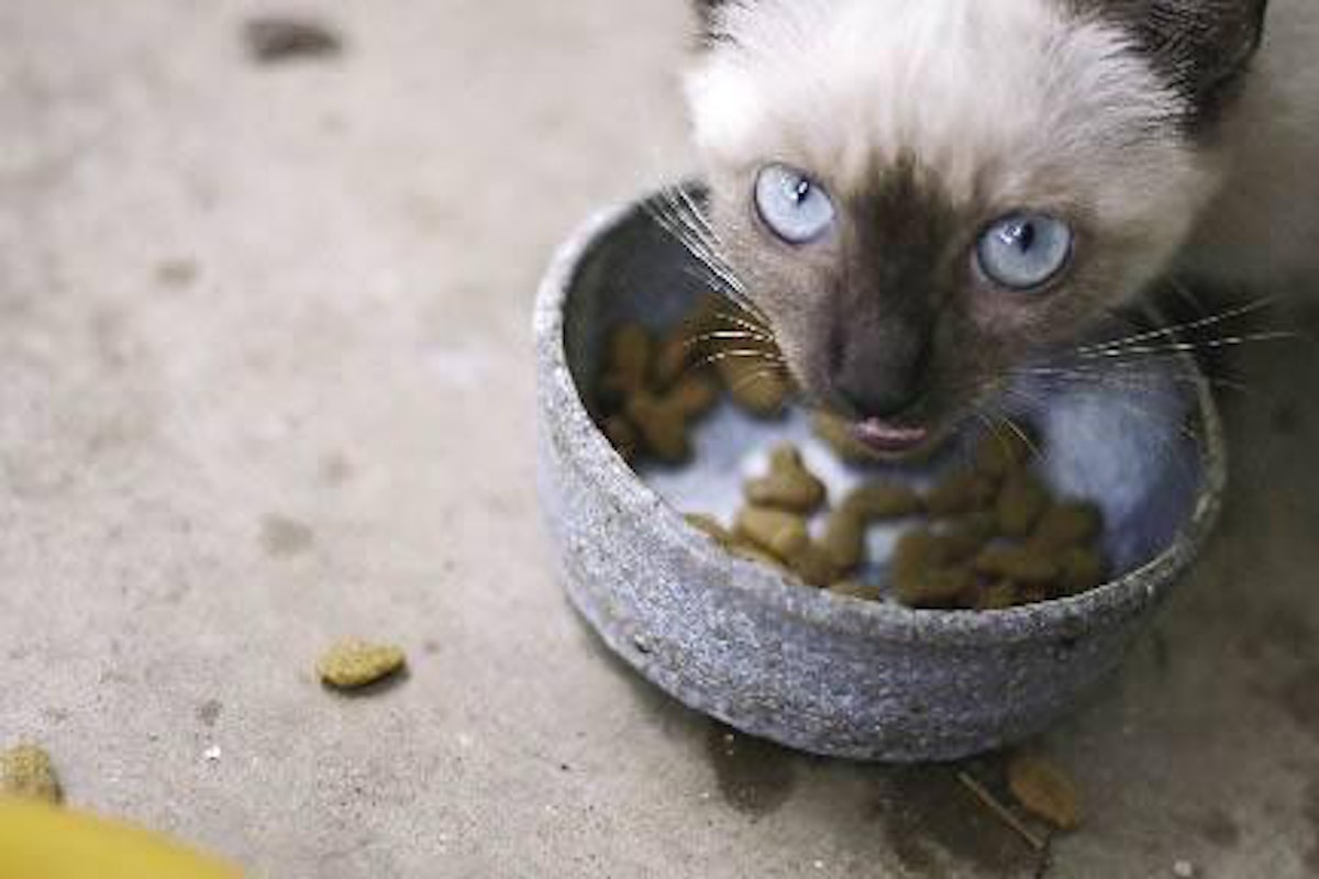 Phosphoric acid impacts palatability of cat food PetfoodIndustry