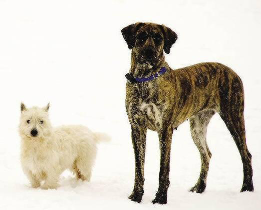 Canis familiaris is an excellent model for genetic research because the species has wide phenotypic diversity, closed breeding populations and good medical surveillance. The dog and human are perfect synergistic modelswhen one species benefits the other does also.