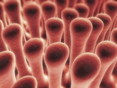 Colonic villi. Increasing evidence indicates that fiber fermentation contributes to intestinal health.Â©Sebastian Kaulitzki. Image from BigStockPhoto.com