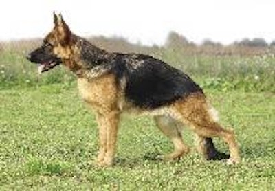 The German Shepherd breed is one that could definitely benefit from the predictive medicine approach.