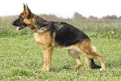 The German Shepherd breed is one that could definitely benefit from the predictive medicine approach.