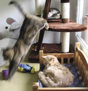 Cats at the Panelis palatability research facility.