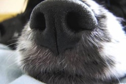 Petfood companies are now looking at how dogs respond genetically to a particular diet.