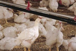 Many underfed people worldwide would love to feast on poultry by-products.