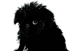 By increasing serotonin levels, dietary tryptophan can help decrease canine fearfulness.