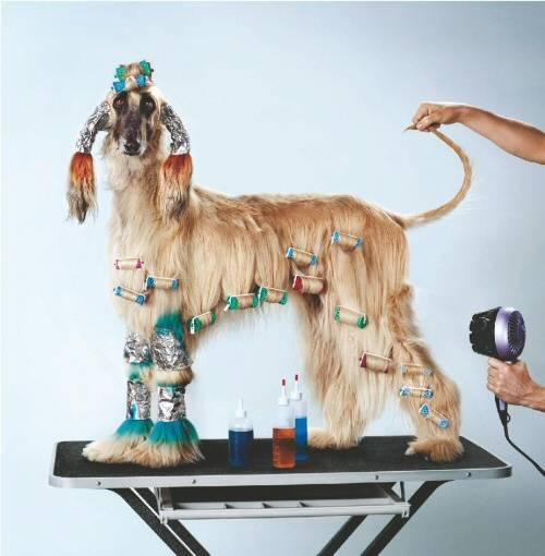 Nestl&Atilde;&copy; Purina's ad campaign for Alpo carries some risks, considering humanization and pampering comprise the top trend driving the petfood market.