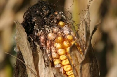 Mycotoxins are highly toxic secondary metabolic products of molds.