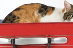 Imagine you have an empty suitcase laid open in front of you the night before a vacation you've been looking forward to (and saving up for!) for months. Now imagine you're taking that dream vacation with a friend with four paws.