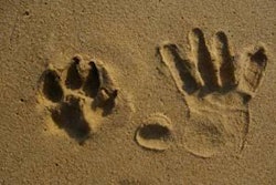 Cause branding is no longer about asking consumers to cut a check or ask for a donation. Look for companies to develop programs that engage pet parents as well as their pets.