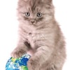 The global petfood market has been riding a strong wave of growth, in both developed and developing markets, which should sustain it through uncertain economic times, predict both Euromonitor and Packaged Facts.
