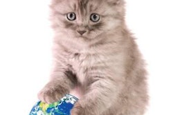 The global petfood market has been riding a strong wave of growth, in both developed and developing markets, which should sustain it through uncertain economic times, predict both Euromonitor and Packaged Facts.