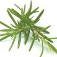 Rosemary extract, a common ingredient in dry petfoods, is the oily resin derived from the leaves of the rosemary plant.