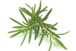 Rosemary extract, a common ingredient in dry petfoods, is the oily resin derived from the leaves of the rosemary plant.