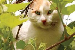 In the vast US petfood market, formulating and positioning products along natural, organic and holistic lines represents a way for traditional marketers to pique pet owners’ interest and carve out a niche. tadija, Bigstockphoto.com