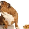 Current literature regarding satiety has mostly focused on humans and human models, but there has been some evaluation of different nutrients on satiety in dogs and cats.
