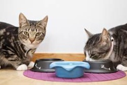 Many palatability enhancers are tested for efficacy through controlled feeding studies that measure data such as first-bite preference and total consumption.