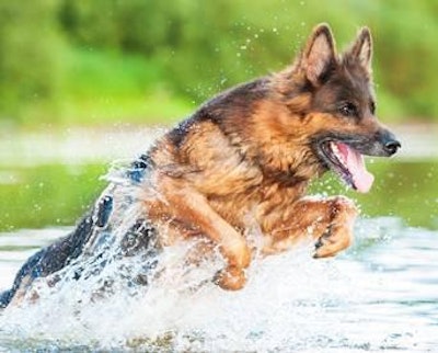 According to Dr. Wakshlag, more recent nutrition research into other sporting breeds like agility and event dogs, detection dogs and hunting dogs is lacking and little research has been done in the past 10 years that examined nutrition, protein and its role in animal athleticism.