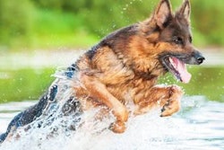 According to Dr. Wakshlag, more recent nutrition research into other sporting breeds like agility and event dogs, detection dogs and hunting dogs is lacking and little research has been done in the past 10 years that examined nutrition, protein and its role in animal athleticism.