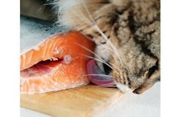 Not only are many ingredients from the ocean full of nutritional value, but both dogs and cats tend to agree on their utter palatability!