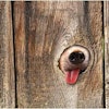 Dog Tongue Taste 1409 Pe Tpal