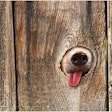 Dog Tongue Taste 1409 Pe Tpal