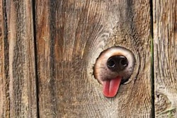 Dog Tongue Taste 1409 Pe Tpal
