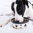 The range of calcium intake allowing optimal bone development is smaller for Great Danes than for other breeds.