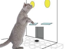 Opertech Bio's microtiter operant gustometer, or MOG, for use by cats (based on the company's existing MOG for rats currently in use) is currently in the prototype stage. A cat would choose taste samples out of individual wells in the floor of the apparatus. A system of two levers and a laser would allow the cat to indicate both what the sample tastes like and a taste preference.