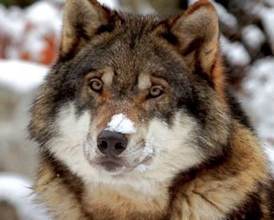 Orijen Wolf Dog Dna 1403 Pe Tbio