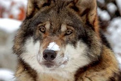 Biologically appropriate petfood companies are formulating diets that represent a new niche meant to mirror the types of foods cats and dogs would encounter in their natural, ancestral environments.