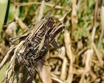 Mycotoxins typically arise from an environmental stress that facilitates mold infestation. For the aflatoxin-producing molds, the most significant influence is damage to the seed coat (pericarp) brought on by extreme drought and heat.