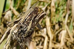 Mycotoxins typically arise from an environmental stress that facilitates mold infestation. For the aflatoxin-producing molds, the most significant influence is damage to the seed coat (pericarp) brought on by extreme drought and heat.