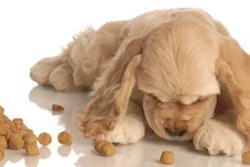 New research on petfood palatability is incorporating all of a pet’s senses—and even those of the pet owner. Willee Cole, Bigstockphoto.com