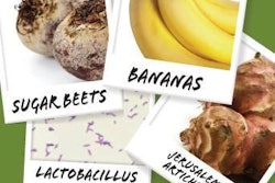 For new functional benefits in petfoods, prebiotics from sources such as garlic, Jerusalem artichokes, sugar beets and bananas can be combined with probiotics like Lactobacilli or Bifidobacteria to create synbiotics.