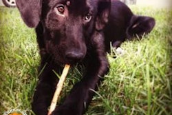 Jax was one of the dogs adopted from the Lawrence, Kansas, USA, Humane Society as part of the ASPCA Rachael Ray $100K Challenge.