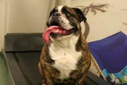 Dogs can start getting in shape at the Canine Cardio and Fitness Camp.