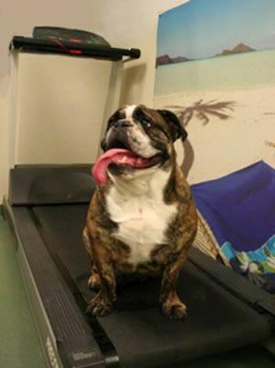 Dogs can start getting in shape at the Canine Cardio and Fitness Camp.