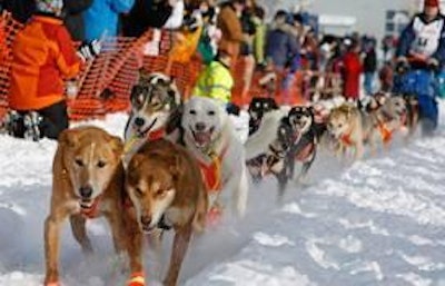 Dr. Hunt raced with 16 dogs, including Spots, More Spots and lead dog, Husky.