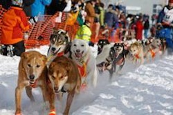 Dr. Hunt raced with 16 dogs, including Spots, More Spots and lead dog, Husky.