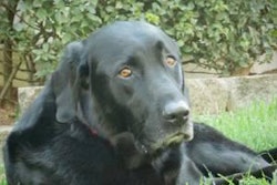 Wally, a Retriver, was voted as winner of the Hero Pets challenge.