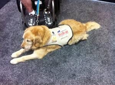 Service dogs like Benjamin from America's VetDogs change the lives of US military veterans.