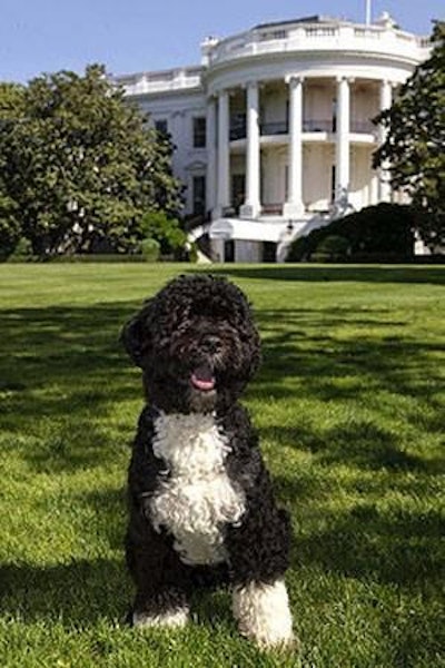 Food & Water Watch hopes its article with Bo Obama will draw attention to the lack of regulation on the safety of petfood imported from China.