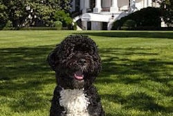 Food & Water Watch hopes its article with Bo Obama will draw attention to the lack of regulation on the safety of petfood imported from China.