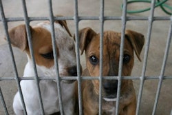 Dogadoption