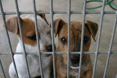 Dogadoption