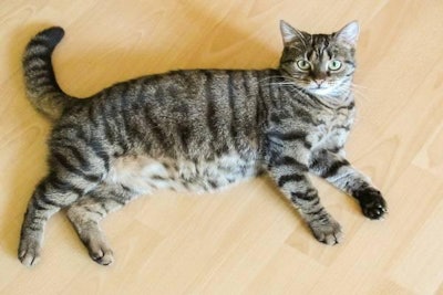 Fatcat