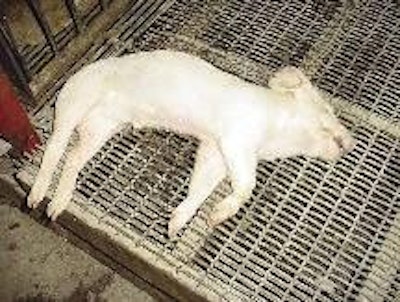 While many pigs carry the streptococci in their tonsils, disease and deaths due to Strep. suis are relatively uncommon. When they occur they are most likely to involve weaners that have been stressed or chilled. (Photo courtesy Dr Barb Straw)