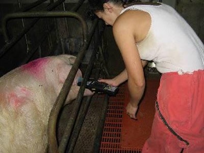 The electronic identity number of a sow in the farrowing house is read automatically from her ear-tag's microchip before adding information about the size of her latest litter to her database record.